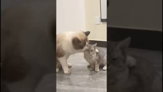 Cute cats #cat #catlover #catvideos