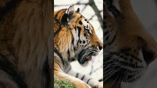 The Fascinating World Of Tiger Tigers 101 #tiger  #shorts #short 😲 #Youtube #satisfying #tigers