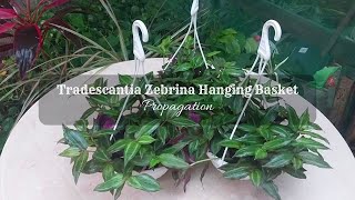 How to Propagate Tradescantia Zebrina | Tradescantia Zebrina in Hanging Basket | Wandering Jew