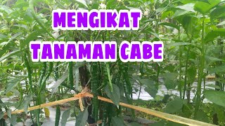 cara mengikat tanaman cabe atau memberi saleran