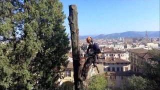 Treeclimbing Tobias Pelli Video Drone