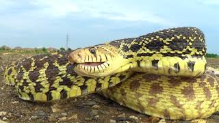 Bullsnake Defensive Display Final Cut