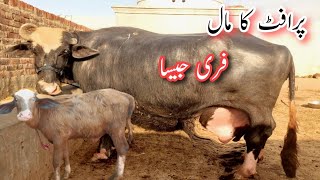 profit ka maal|Pakistan buffalo|buffalo business information|buffalo farm|Pakistan top world buffalo