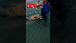 Huge Grouper Catch in Shore Fishing #shorts #shortsfeed #fish #fishing #everyone