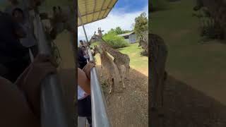 zebra 🥰🥰 #youtubeshorts #automobile #satisfyingvibes #seacreatures #trending #travel