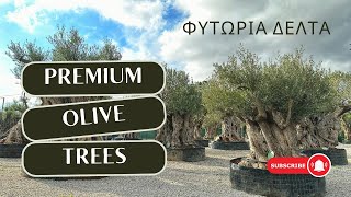 🌳 Premium Ελαιόδεντρα - Φυτώρια Δέλτα (Nurseries Delta Trees)