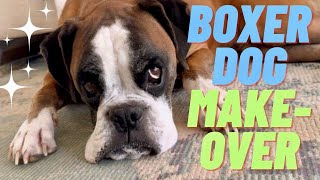 Boxer dog makeover!