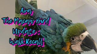 Ava The Macaw Bird Update : Walk Recall #parrotlover #viralvideo #trending #viral