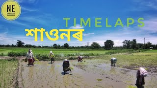 Timelaps of the Process || Assam Agriculture System || NeKaranjit