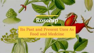 Rosehip: Its Past and Present Uses as Food and Medicine