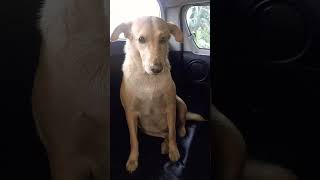 น้องซิงชอบเที่ยวไม่ยอมลงรถค่ะ #youtubeshorts #animals #dog #pets #หมา #shorts