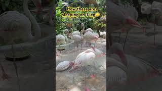 #flamingo #sleepingononeleg#singaporezoo#sunwaylagoon