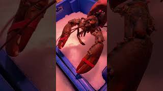 Live lobster 🦞 at Fish Market in Leicester 🇬🇧