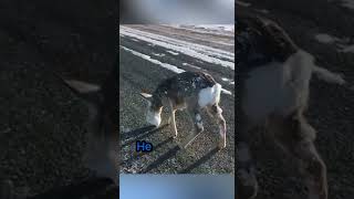 Incredible Rescue: Deer Freed From Frozen Trap #shorts