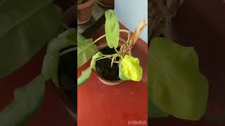 Lime and lemon Philodendron care tips for winter #viral#viralshorts #viralshort #shorts #short