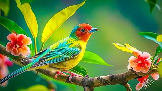 Birds Chirping 4K ~ Bird Songs Calms The Nervous System, Energy For Heart And Soul, Relax the Brain