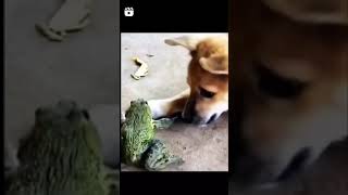 Dog vs Frog 🐸 Hilarious Tiktok #shorts