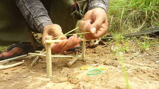 Wild Chicken Trap Make From Wood