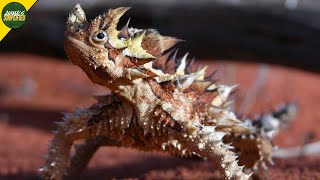 Thorny Devil: Australia's Tiny Dragon Lizard That Drinks Water Thru It's Skin