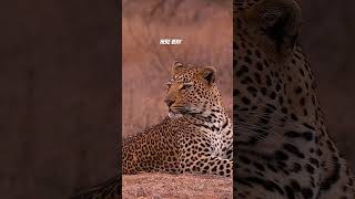 Discover Jawai: A 700km Drive to a Leopard Sanctuary Where yoh have 99% chances to spot a leopard