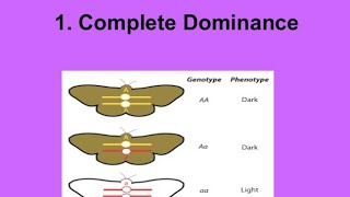 Complete dominance with examples. #Mendelian #inheritance