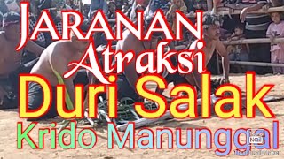 Atraksi Duri salak Krido Manunggal Groyokan.