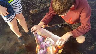 we caught a lobster with just a carrier bag