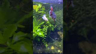 Bettafish Breeding pair #bettafish #trending #aquarium #youtube #viral