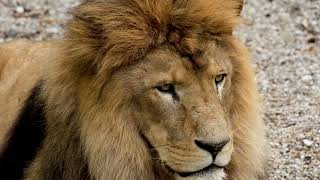 #Футаж задумчивый лев ◄4K•HD► #Footage brooding lion