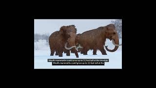 Mammoths: Exploring the Giants of the Ice Age #animalexplorer #animalexploration #mammoth #education