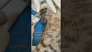 Rescuing a poor cat from Severe Infestation. #shorts #tiktok #fyp #animal #asmr