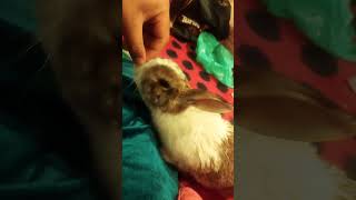 Heart melting video of a bunny #shorts #animals #funny