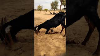 Goat is eating dry leaf