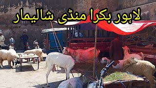 Bakra Mandi Shalimar Bagh Sunday video Update Lahore Pakistan