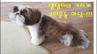 기지개! 시츄, Shih Tzu