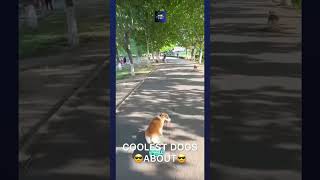 Coolest dogs about #dogs #skateboard #skill #comedy #viral #shorts