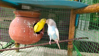 Budgie sounds | Budgies pair | Budgerigar Sounds | Budges breeding pair | akshimokshi8415