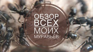 Обзор всех моих колоний муравьёв.