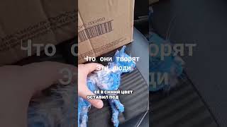 #россия  Котенок