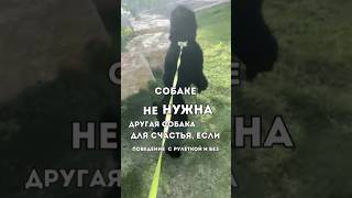 СОБАКЕ НЕ НУЖНА ДРУГАЯ СОБАКА ДЛЯ СЧАСТЬЯ, ЕСЛИ…