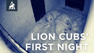 Lion Cubs' First Night | Port Lympne Hotel & Reserve