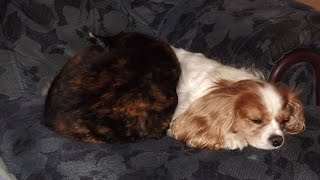 Cat must be getting cold. Cat and Cavalier King Charles curling up