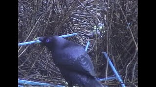 Satin bowerbirds, O'Reilly's Rainforest Retreat, Australia