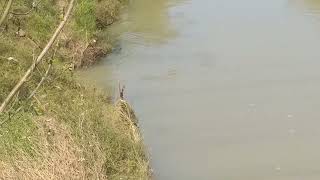 Predator penunggu kali #biawak