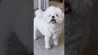 허공에다 짖어대는 우리집 강아지. 뭘 보고 짖는걸까! #puppy #bichon #우리집강아지