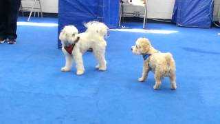 Playtime in Play & Games for Small Dogs (part 2)