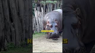 interesting facts about hippos Part 2  #facts #creaturesfacts #interestingfacts