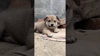 Cute puppy 😍 🐕🥰 #ds_media #cutepuppy #doglover #petlover #ytshorts #viralvideo