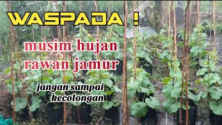 4 CARA MERAWAT MELON DI MUSIM HUJAN DENGAN |PERAWATAN EKSTRA|