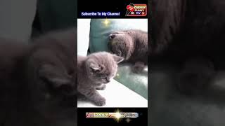 cat and dogs comedy video